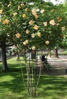 Цветы в парке у Нотр-Дама